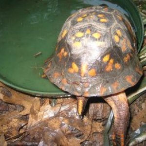 My eastern box turtle. Terrapene carolina carolina