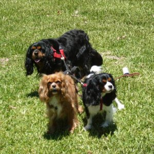 Cerberus the 3 headed dog