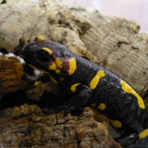 Salamandra s werneri