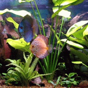 my discus tank