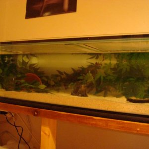 48 x 18 x 12 Tank Pics 003