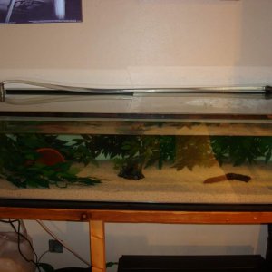 48 x 18 x 12 Tank Pics 004