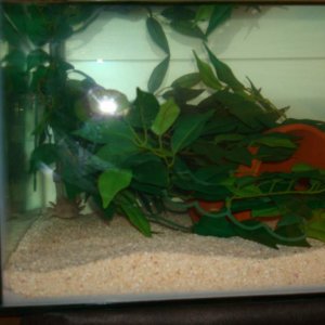 48 x 18 x 12 Tank Pics 006