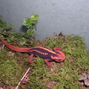 mandarin newt