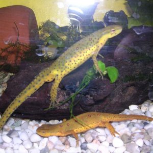 red spotted newt pair