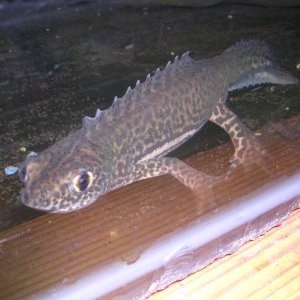 banded newt