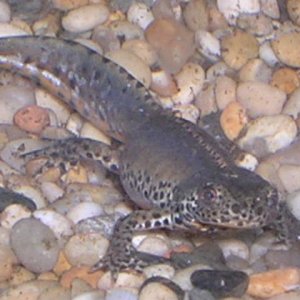 alpine newt