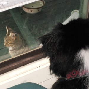 Rex obsessed by the kitten next door...