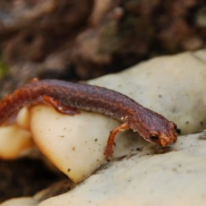 4-toed sal on fungus