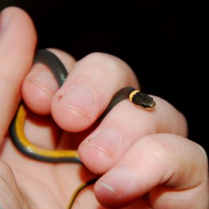 Ringneck snake (please ignore my dirty fingernails, it was 1am).