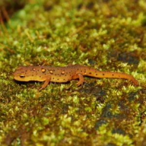 The tiniest little eft I've ever seen, about 1 inch.