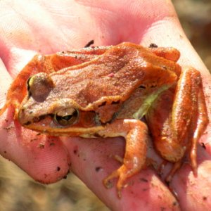 Big, orange wood frog. She looked a little deflated.