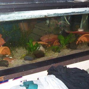 Axolotl tank1