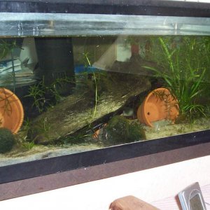 Paddletail tank1