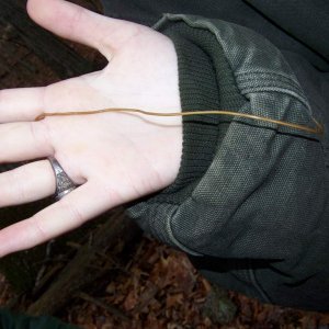 29HorsehairWorm