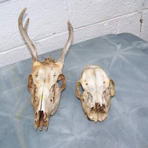 43Mr&MrsDeer