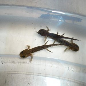 Crespoi larvae  born 21 03 09