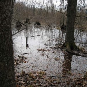 One of my vernal ponds.