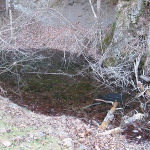 Another vernal pool full of egg masses.