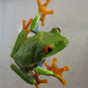 Agalychnis callidryas aka Red-eyed tree frog. This particular variation is found in Nicaragua.