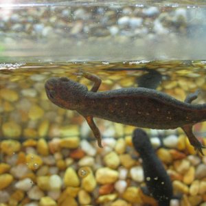 Top view of a lighter colored Cynops orientalis with a 'standard' colored one in the background.