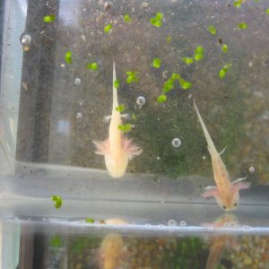 GFP axolotls; 2 albino and 1 leucistic.