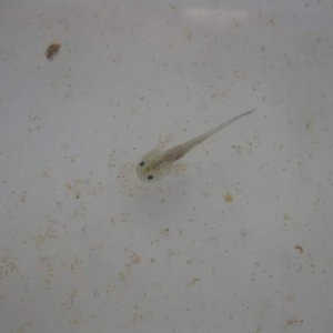 Melanoid axolotl larva