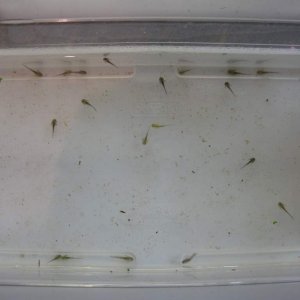 Tub of axolotl larvae. Melanoids and wildtypes are represented here.