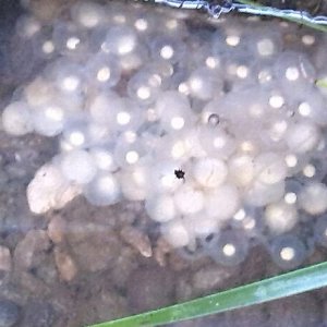 Chinese giant salamanders' eggs