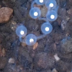 Chinese giant salamanders' eggs