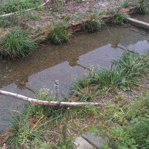 8/9 years old giant salamander pool