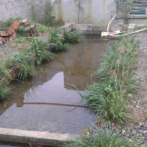 8/9 years old giant salamander pool