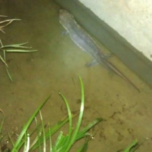 2 years old giant salamander