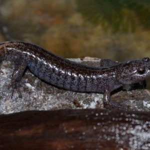 'Tokyo Salamander
1.2.0
Nomenclature: Hynobius tokyoensis
IUCN Red List: Vulnerable
Country of Origin: Kanto District on Honshu Island, Japan.

© 2013