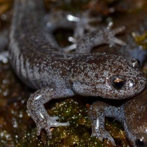 'Tokyo Salamander
1.2.0
Nomenclature: Hynobius tokyoensis
IUCN Red List: Vulnerable
Country of Origin: Kanto District on Honshu Island, Japan.

© 2013