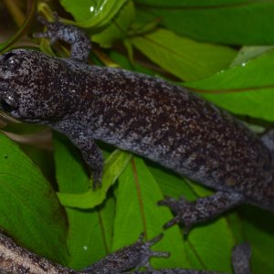 Tokyo Salamander
1.3.0
Nomenclature: Hynobius tokyoensis
IUCN Red List: Vulnerable
Country of Origin: Kanto District on Honshu Island, Japan.

© 2013 