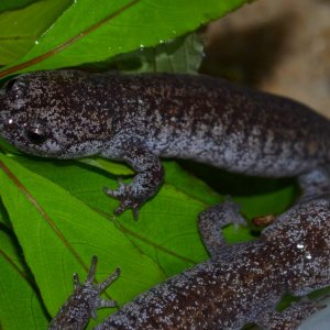 Tokyo Salamander
1.2.0
Nomenclature: Hynobius tokyoensis
IUCN Red List: Vulnerable
Country of Origin: Kanto District on Honshu Island, Japan.

© 2013 