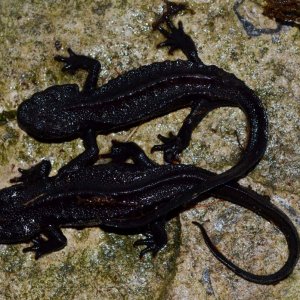 Wen Xian Knobby Newt
0.0.6
Nomenclature: Tylototriton wenxianensis
IUCN Red List: Vulnerable
Country of Origin: Wen Xian county in Gansu province and 