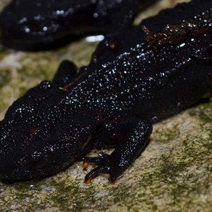 Wen Xian Knobby Newt
0.0.6
Nomenclature: Tylototriton wenxianensis
IUCN Red List: Vulnerable
Country of Origin: Wen Xian county in Gansu province and 