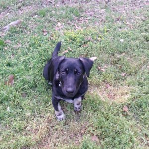 Lorie Darlin' - Corgi/Velociraptor mix