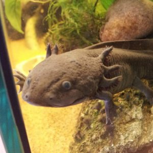 Toothless Says Hi Caudata Org Newts And Salamanders Portal