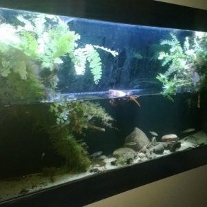 Wall Mounted Trillium Biotope.jpg2