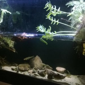 Wall Mounted Trillium Biotope.jpg4