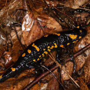 Salamandra salamandra female returning to the woods after spawning.