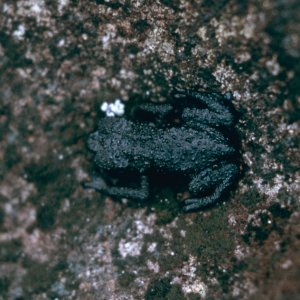 Oreophrynella quelchii sitting on the typical dark grey gneissic rocks that form most of the surface of the plateau.