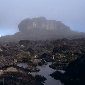 Habitat of Oreophrynella quelchii. The surface of the plateau is covered by gneissic rock and strewn with tiny ponds. Animals of any kind are rare, so