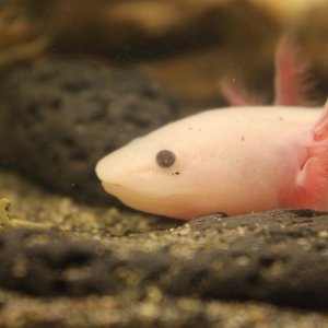 Close up on my male leucistic axolotl