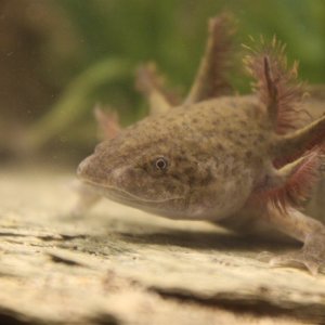 Close up on my female normal axolotl