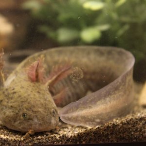 My female normal axolotl curled up in a ball!