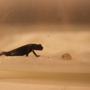 My little CB fire belly newt eft going to eat a baby leopard slug